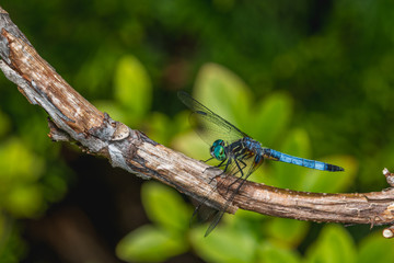 Closeup of an insect on a plant