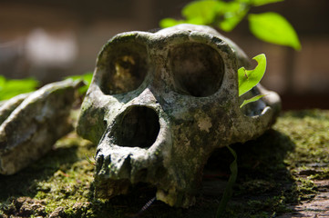 Western lowland gorilla skull in the Central African Republic.