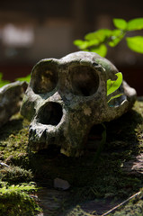 Skull of dead western lowland gorilla in central Africa