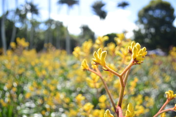 Obraz premium Yellow flower close up in the garden