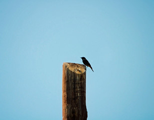 Black bird on top of a tree.