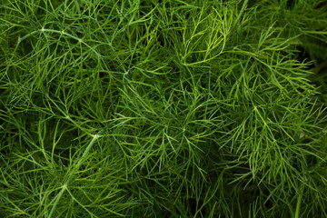green organic dill in the garden close up for background
