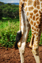 One girafe
