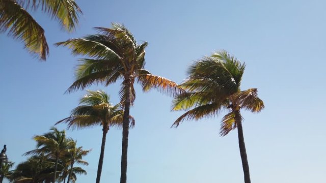 The tops of several palm trees swaying in the wind. There is a clear blue sky in the background