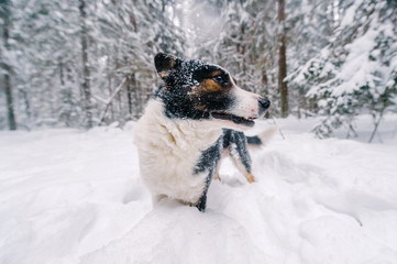 Funny dog in snowy forest.