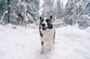 Obraz premium Funny dog in snowy forest.