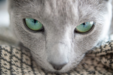 Blue eyed lovely kitten closeup portrait