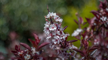 flowers in garden