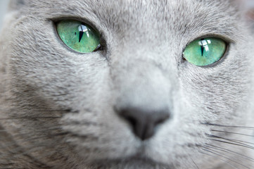 Blue eyed lovely kitten closeup portrait