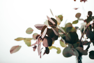 selective focus of green eucalyptus branches isolated on white