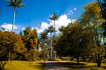Autumn park with long palms