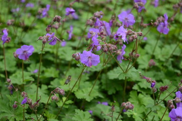 Closeup geranium magnificum called also purple cranesbill with blurred background in garden