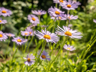 Fototapeta premium Aster alpinus flowers