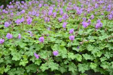 Obraz premium Closeup geranium magnificum called also purple cranesbill with blurred background in garden