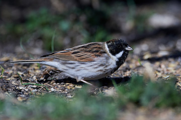 Common reed bunting (Emberiza schoeniclus)