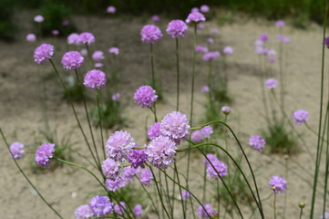 Closeup armeria maritima - pink flower born late spring with blurred background in sand scenery