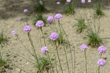 Closeup armeria maritima - pink flower born late spring with blurred background in sand scenery