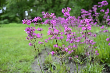 Closeup silene yunnanensis called as campion with smal beuriful purple flowers with blurred background in garden