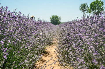 Obraz premium Lavender field in Edirne City, Turkey