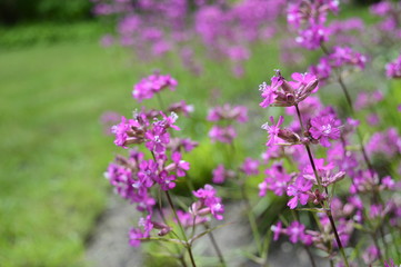 Obraz na płótnie Canvas Closeup silene yunnanensis called as campion with smal beuriful purple flowers with blurred background in garden
