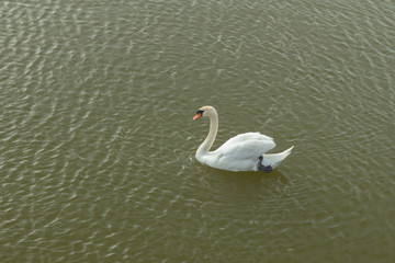 Mute Swan on Toolo bay in Helsinki, Finland