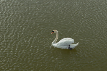 Mute Swan on Toolo bay in Helsinki, Finland