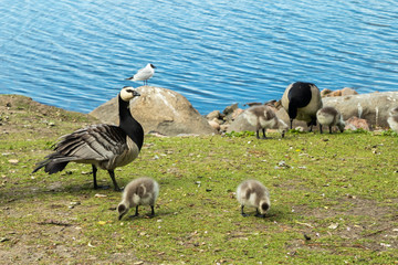 Barnacle gooses and goslings walking on a park embankment in center of Helsinki, Finland