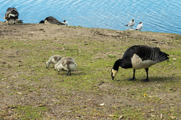 Obraz na płótnie Canvas Barnacle gooses and goslings walking on a park embankment in center of Helsinki, Finland