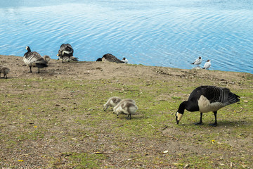 Barnacle gooses and goslings walking on a park embankment in center of Helsinki, Finland