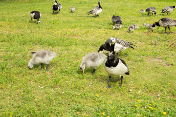 Barnacle gooses and goslings walking on a park embankment in center of Helsinki, Finland