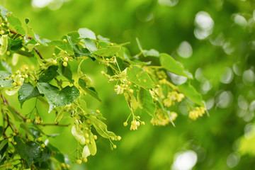 Fototapeta na wymiar Buds of linden blossoms close-up. Bright natural background.