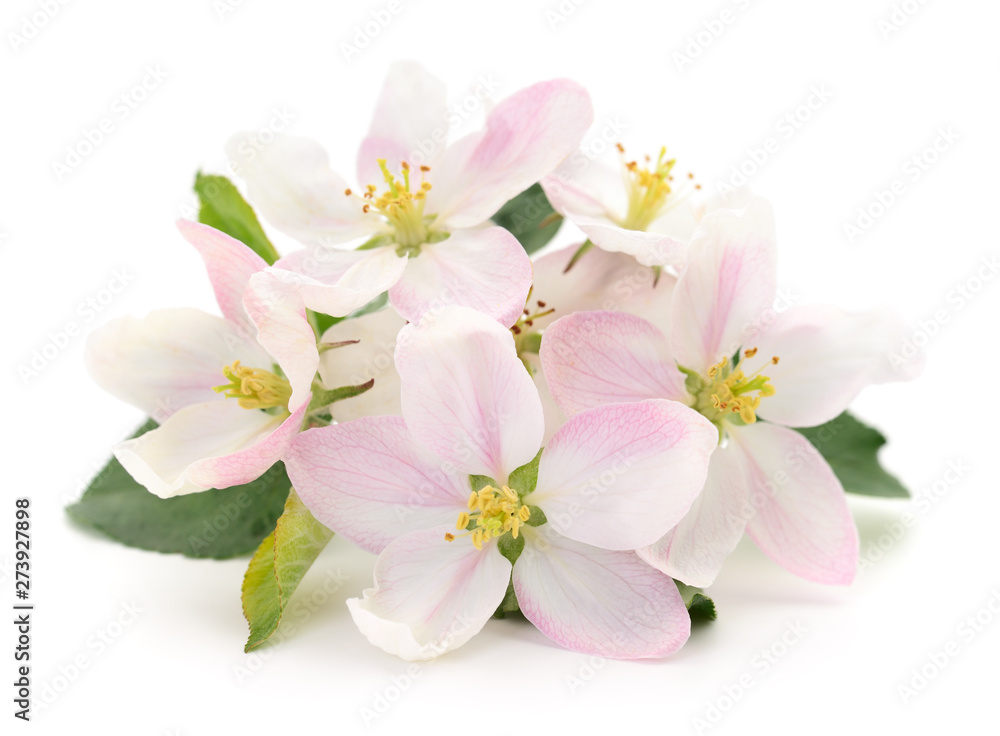 Wall mural Apple flowers isolated.