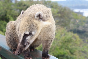 Obraz premium Coati - Argentina - Misiones