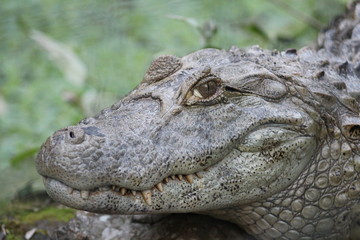 Cocodrile - Argentina - Guiragoa