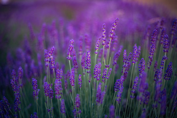 beautiful lavender flower in a lavender field