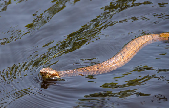 Snake swimming in water. Venomous water moccasin snake swimming in tropical creek water. Outdoor natural setting of wildlife animals.