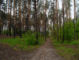 Obraz premium View of the long road in a pine forest.