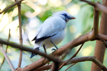 Critically endangered white bali myna starling leucopsar rothschildi sitting on a branch in a forest