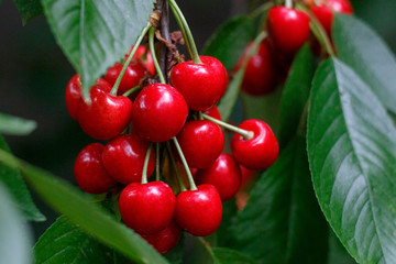Red tasty sweet juicy Cherry on the tree in the sunny garden