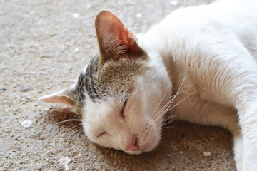 Sleeping cat on the ground