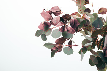 close up of green eucalyptus leaves isolated on white © LIGHTFIELD STUDIOS