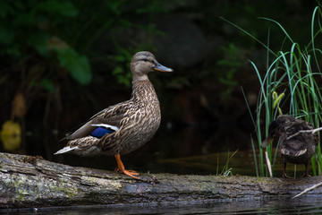 Mallard in a creek in Sweden