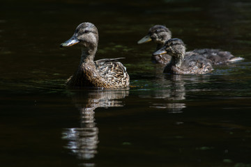 Mallard in a creek in Sweden
