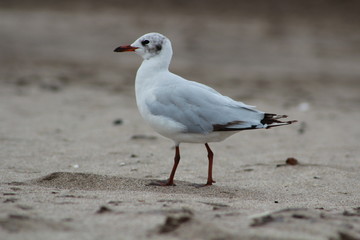 seagull - gaviota