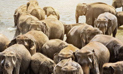 Beautiful elephant mother river outdoor leisure