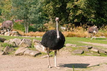 ostrich in zoo