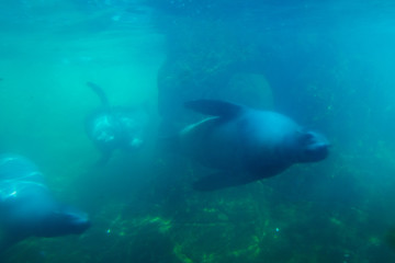 sea lion