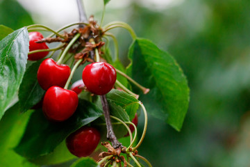 Red tasty sweet juicy Cherry on the tree in the sunny garden
