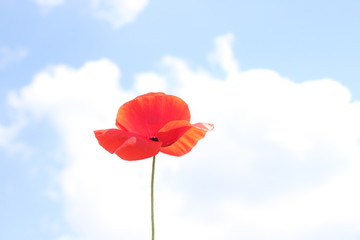 Obraz premium Klatschmohn vor dem wolkigen Himmel