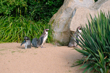penguins